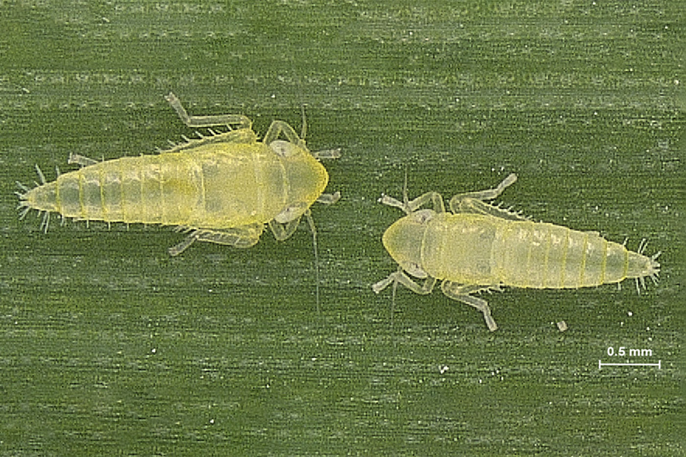 two leafhoppers on corn leaf